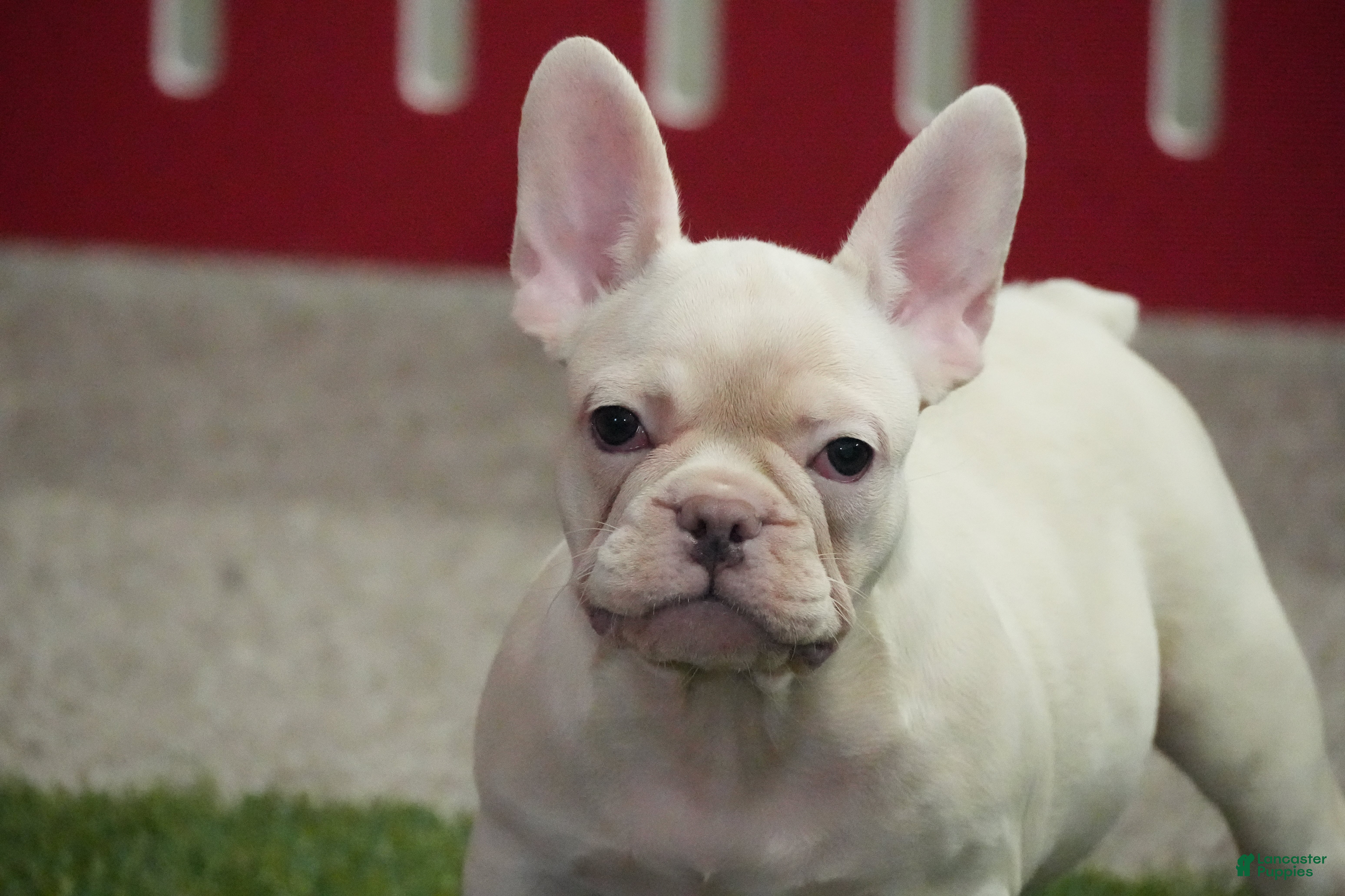 French Bulldog dogs Zoran - Ad 27