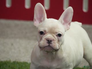French Bulldog dogs for sale: Zoran - Ad 4