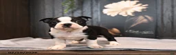 Boston Terrier dogs for sale: Paddington - Ad 2