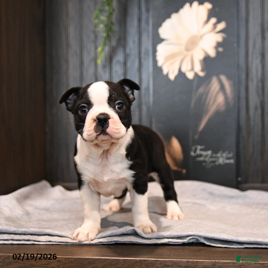 Boston Terrier dogs for sale: Paddington - Ad 2