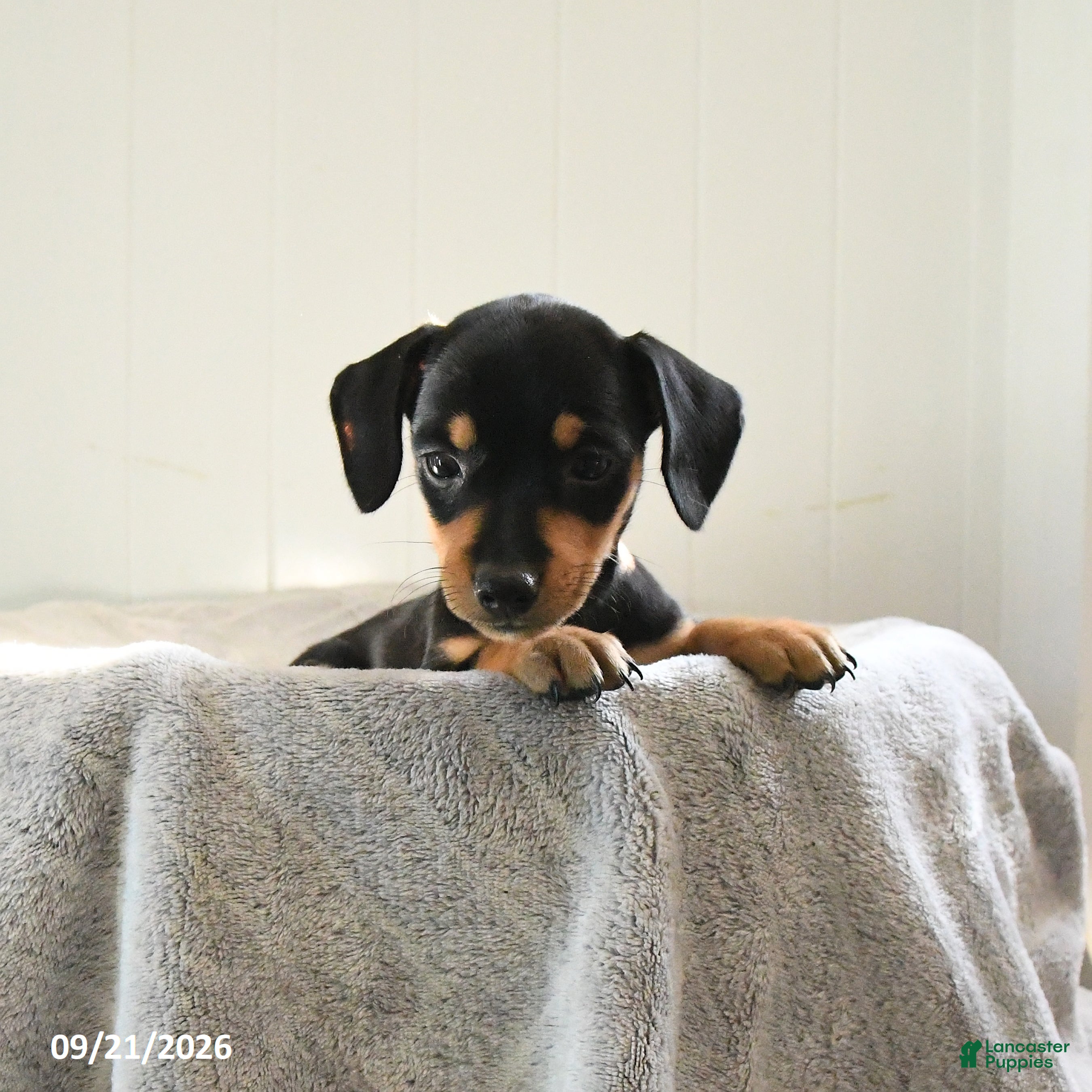Mixed Breed dogs for sale: Smartie - Ad 1
