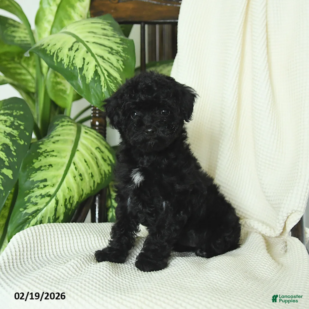 Miniature Poodle dogs for sale: Sookie - Ad 2