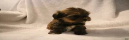 Shorkie dogs for sale: Becca - Ad 10