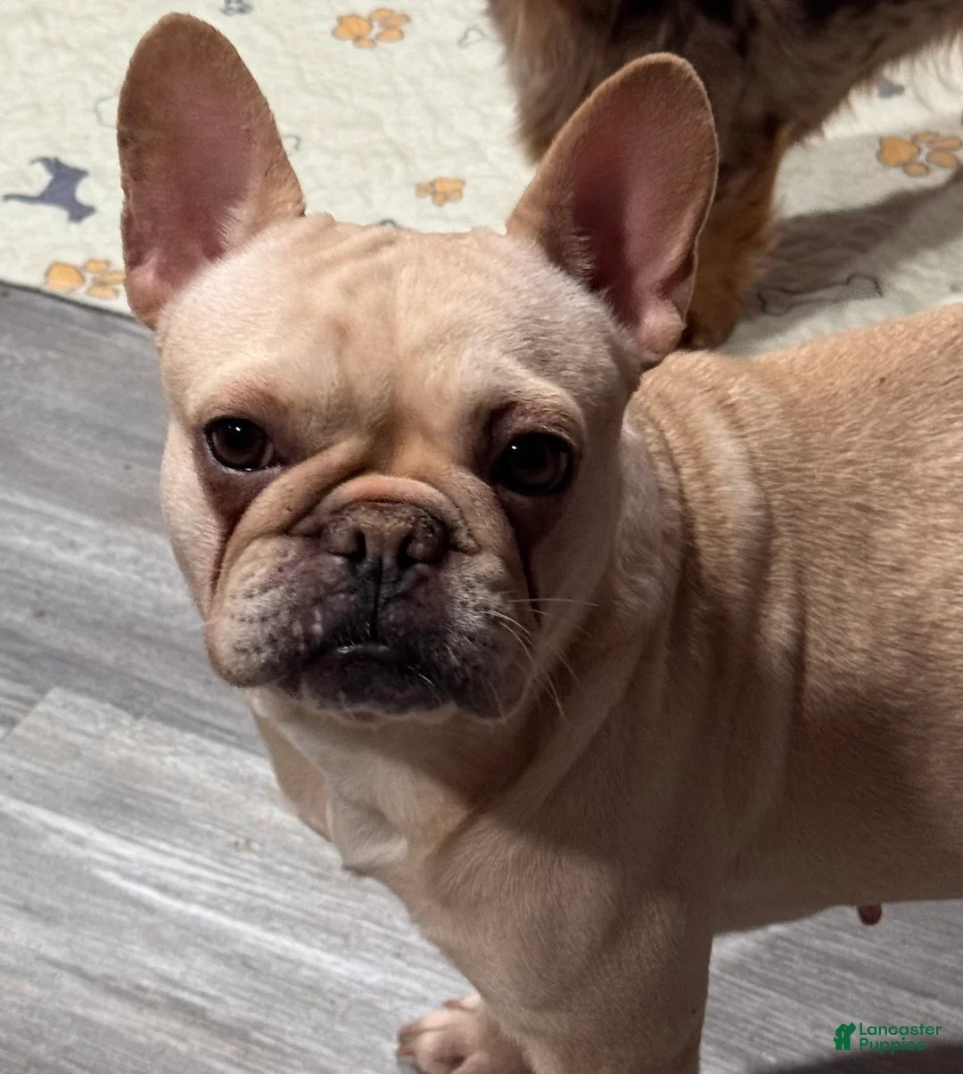 French Bulldog dogs for sale: laneigh - Ad 2