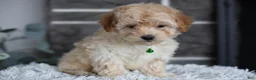 Maltipoo dogs for sale: Reese - Ad 10