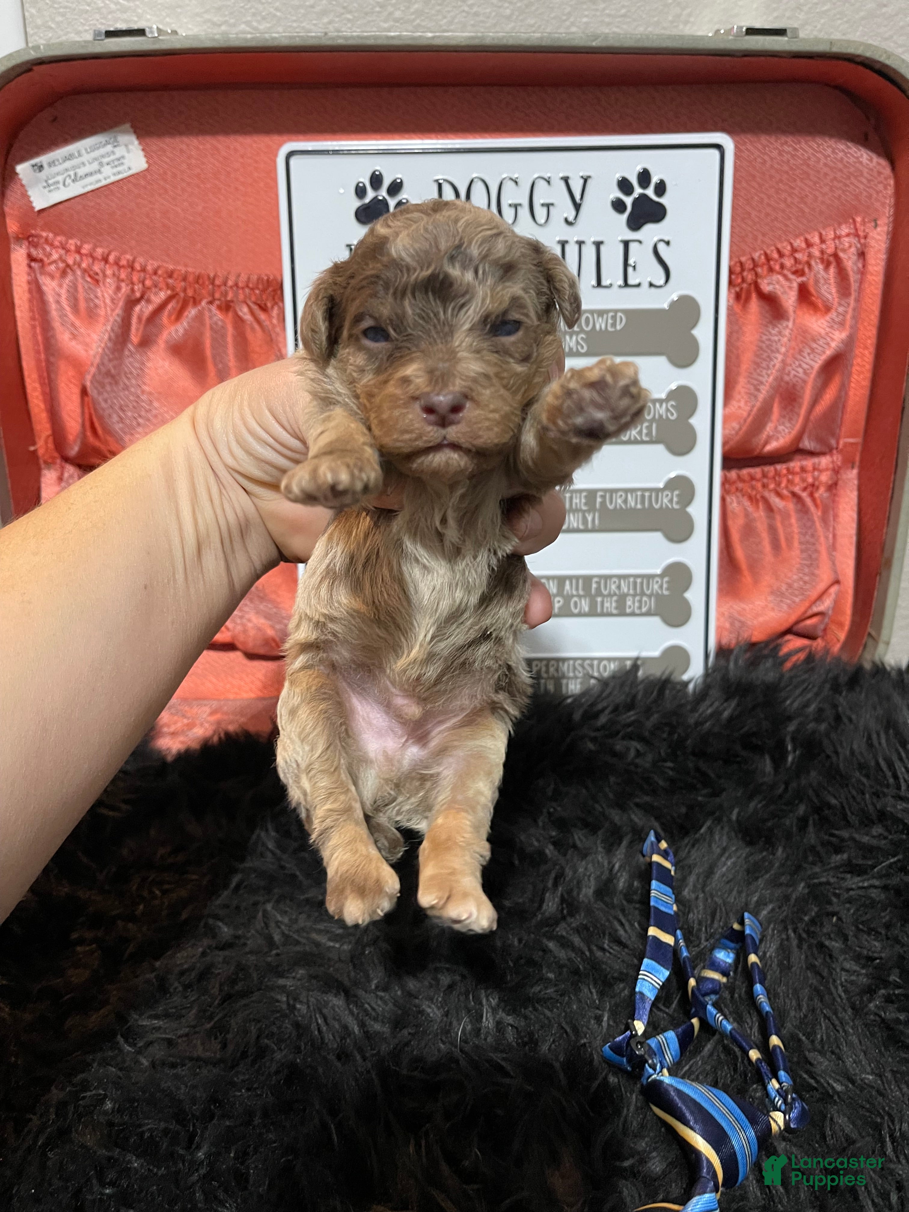 Miniature Poodle dogs Miniature Poodle Puppy 1 - Ad 21