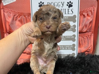 Miniature Poodle dogs Miniature Poodle Puppy 1 - Ad 5