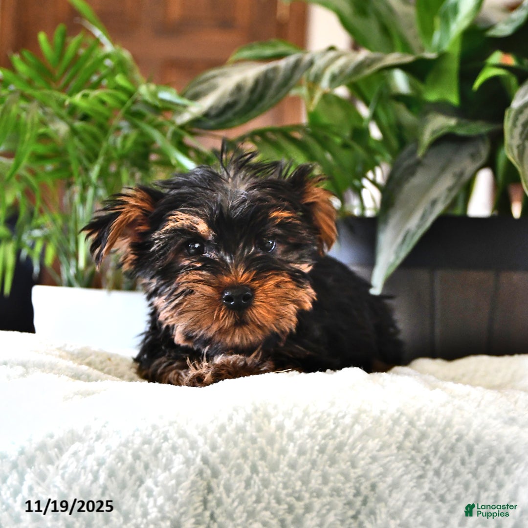 Yorkshire Terrier dogs for sale: Patrick - Ad 4
