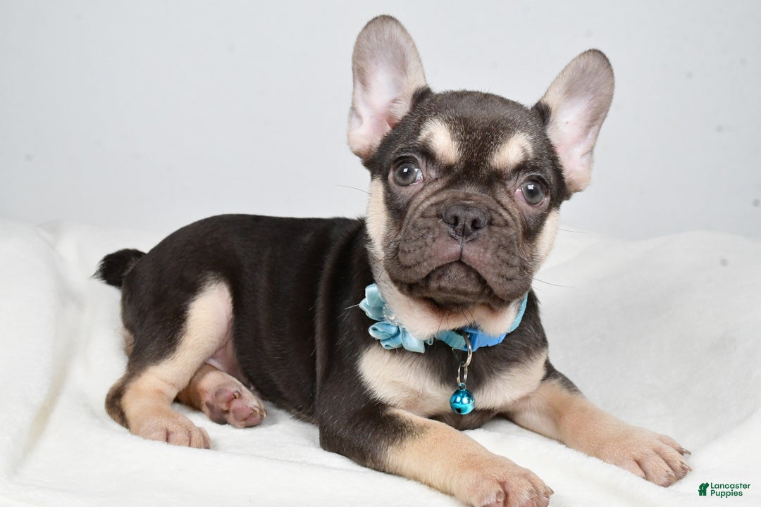 French Bulldog dogs for sale: Ellia  - Ad 3