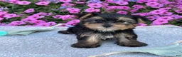 Yorkshire Terrier dogs for sale: Ivy - Ad 7