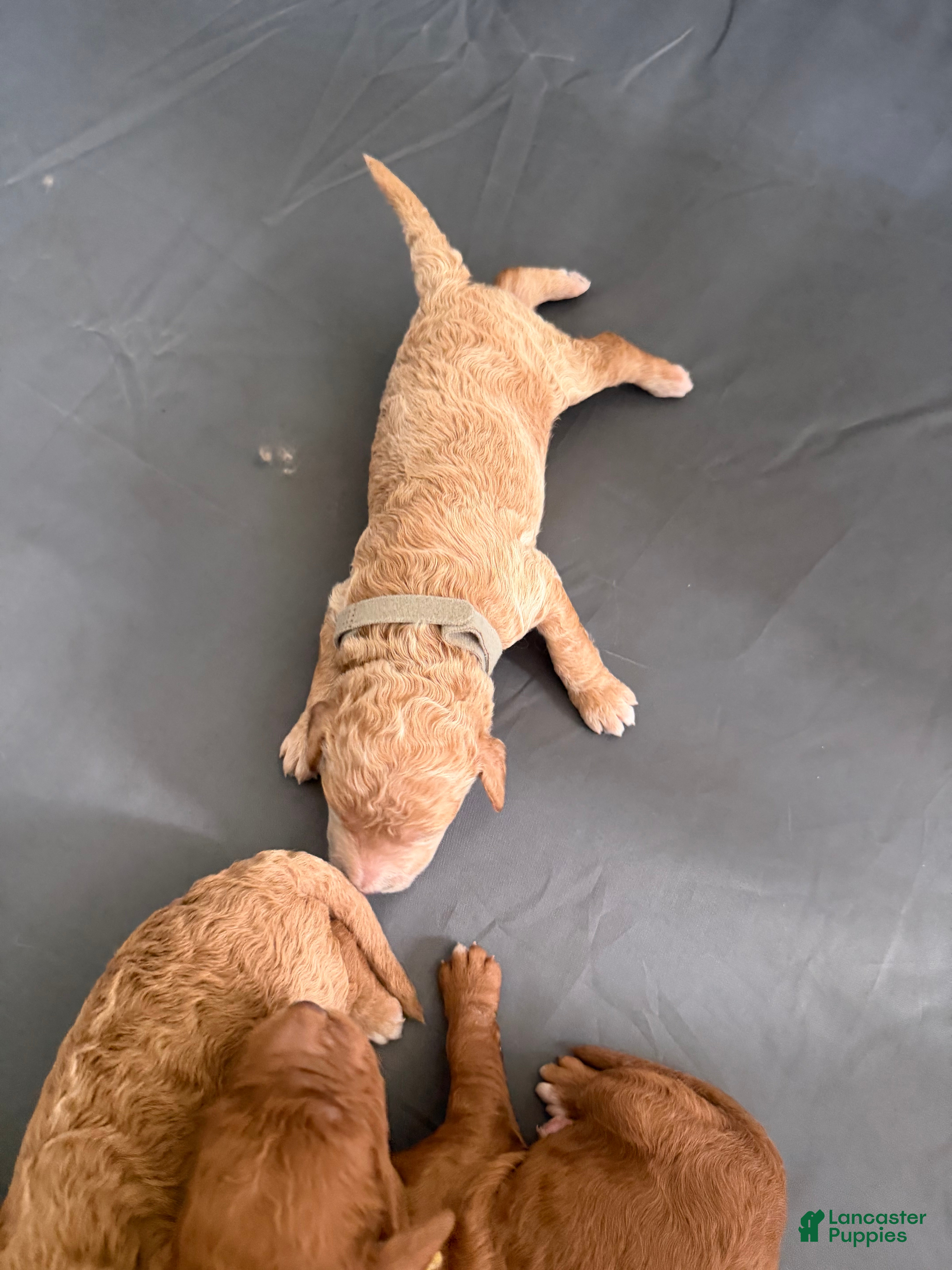 Goldendoodle dogs for sale: Duke - Ad 3