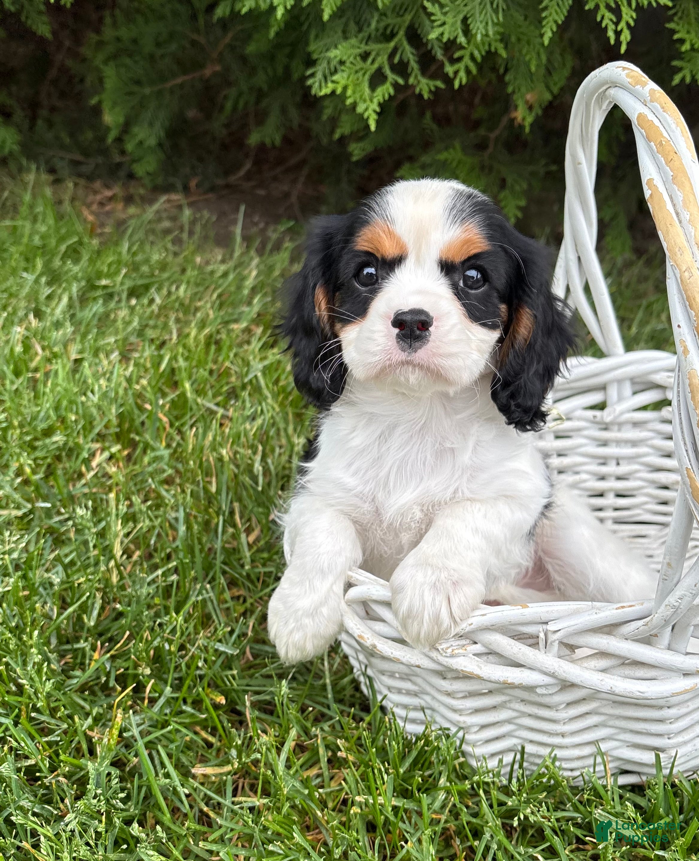 Cavalier King Charles Spaniel dogs Charlie - Ad 2