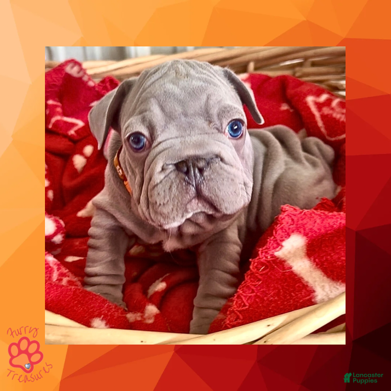 French Bulldog dogs Prestyn “Orange” Collar Male - Ad 7