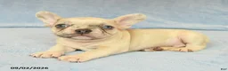 French Bulldog dogs for sale: Verlin - Ad 2