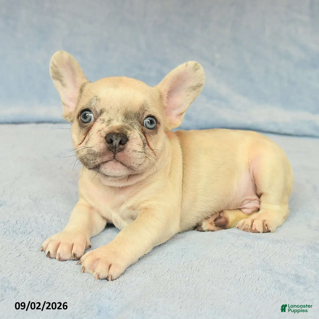 French Bulldog dogs for sale: Verlin - Ad 2