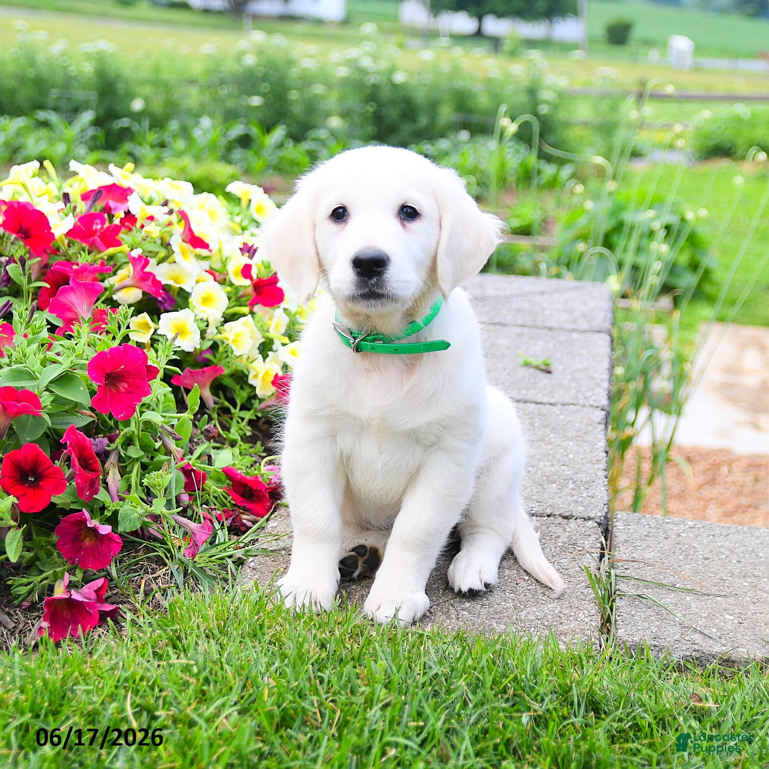 Golden Retriever dogs Fern - Ad 1