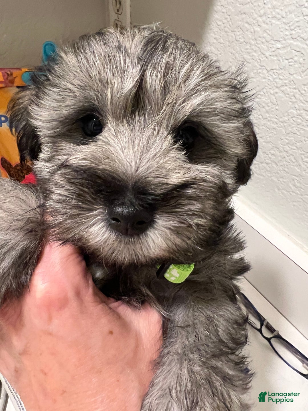 Miniature Schnauzer dogs for sale: Miniature Schnauzer Puppy 2 - Ad 1