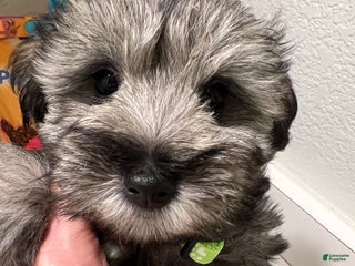 Miniature Schnauzer dogs Miniature Schnauzer Puppy 2 - Ad 4