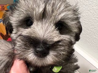 Miniature Schnauzer dogs Miniature Schnauzer Puppy 2 - Ad 2