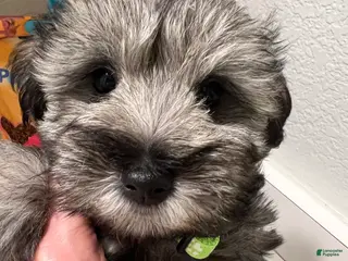 Miniature Schnauzer dogs Miniature Schnauzer Puppy 2 - Ad 3