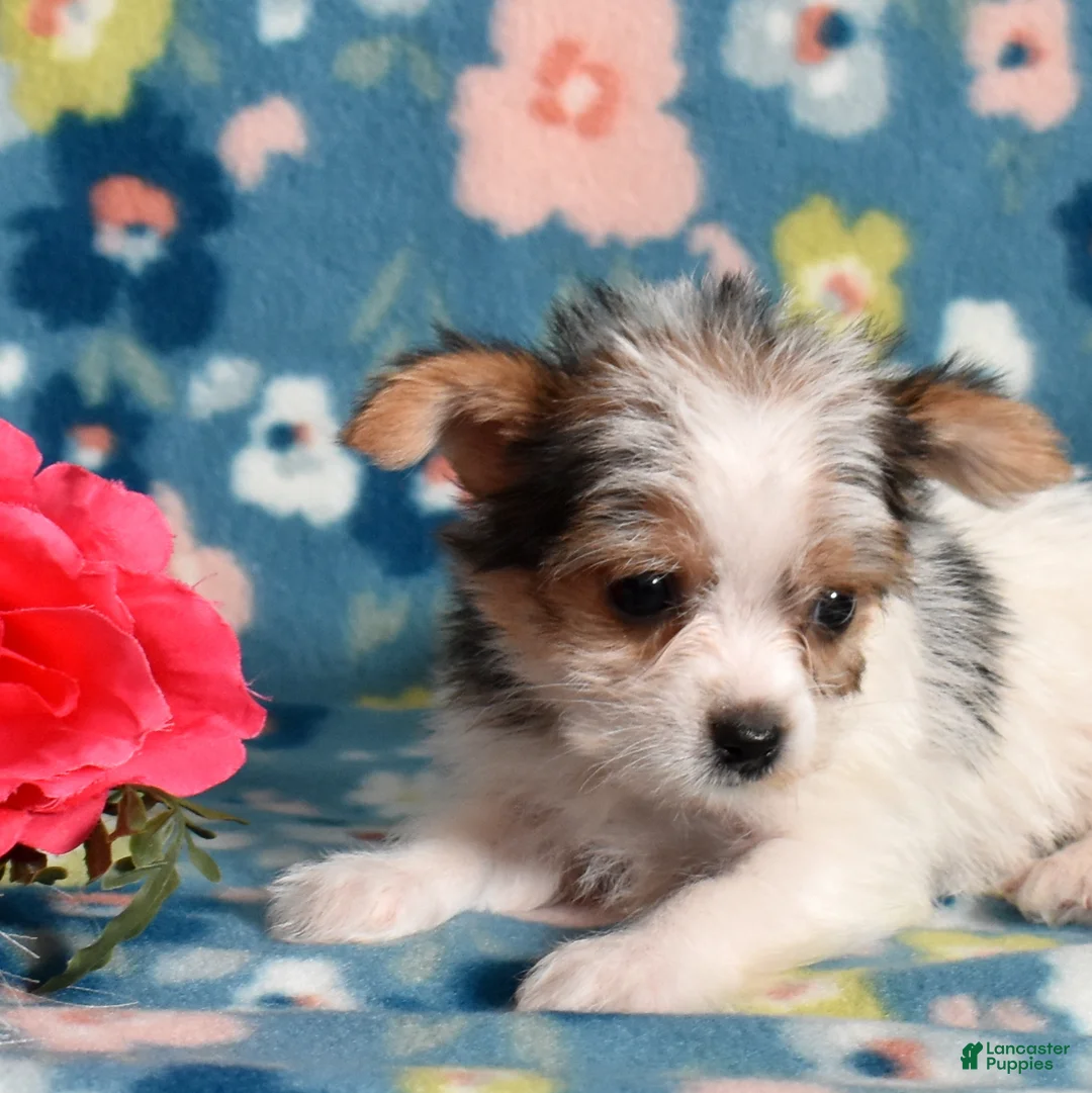 Yorkshire Terrier dogs for sale: Gracie  - Ad 4