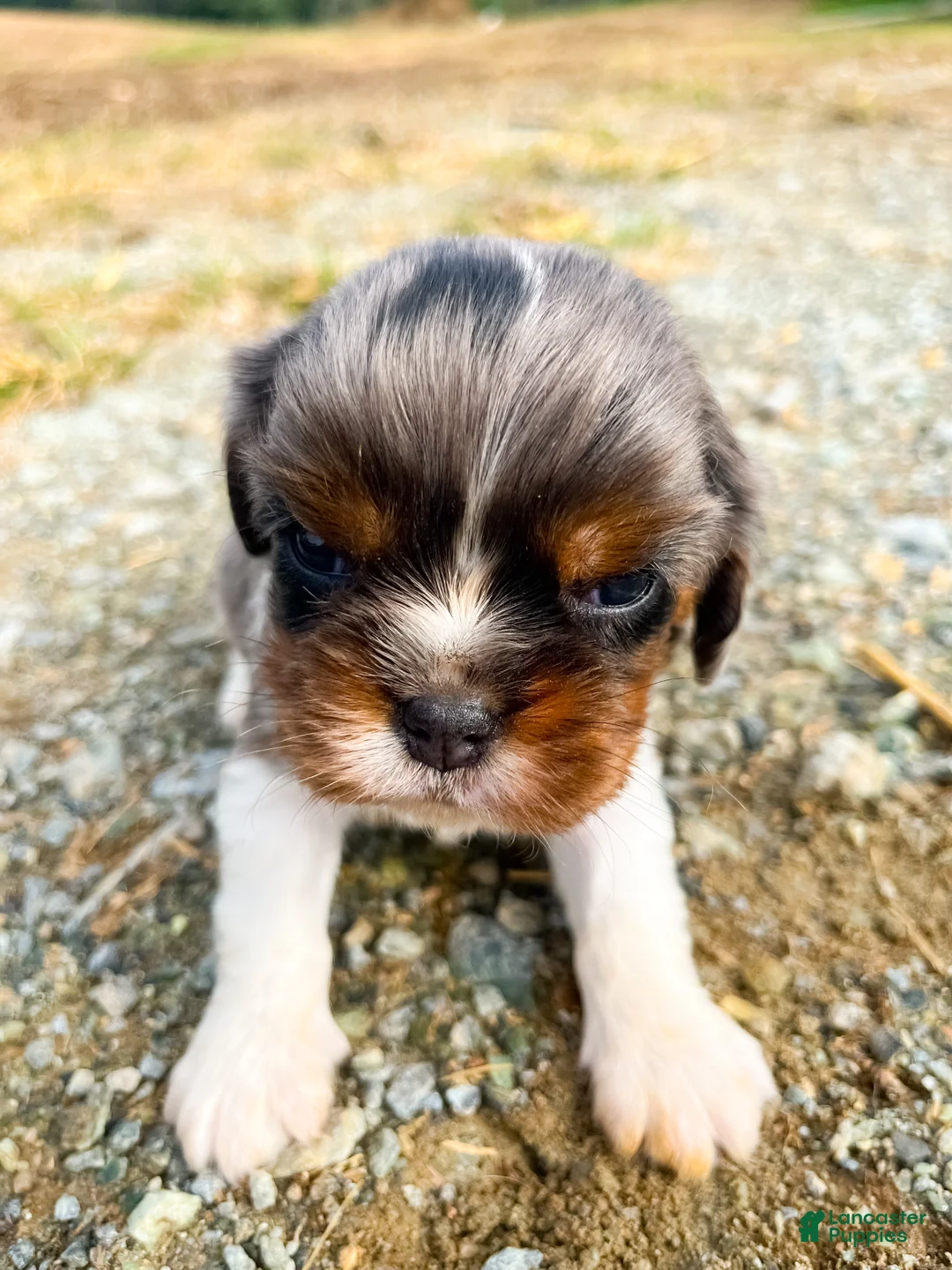 Cavalier King Charles Spaniel dogs for sale: Boomer - Ad 8