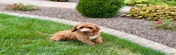 Cockapoo dogs for sale: Kip  - Ad 4
