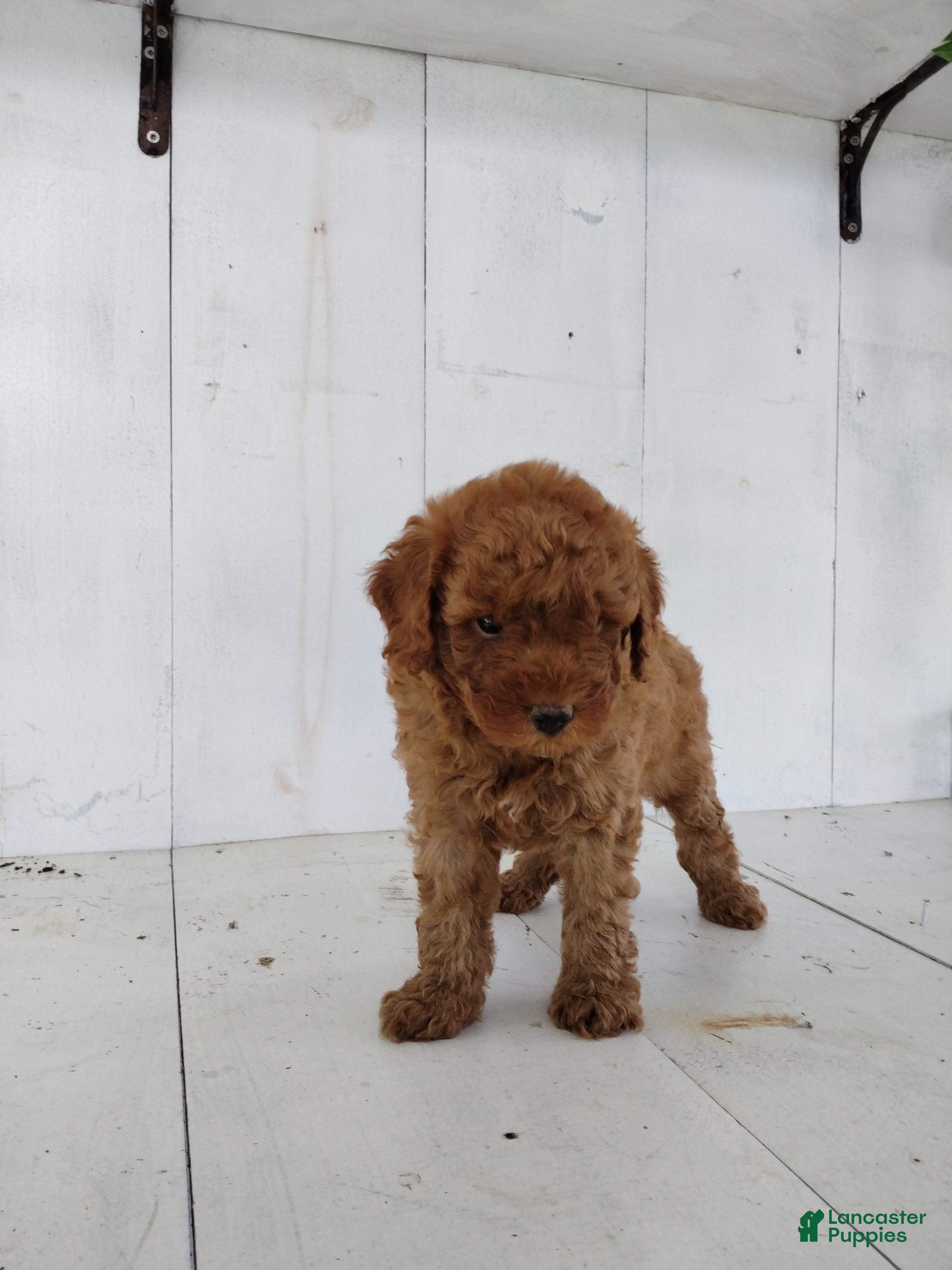 Toy Poodle dogs Leo - Ad 2