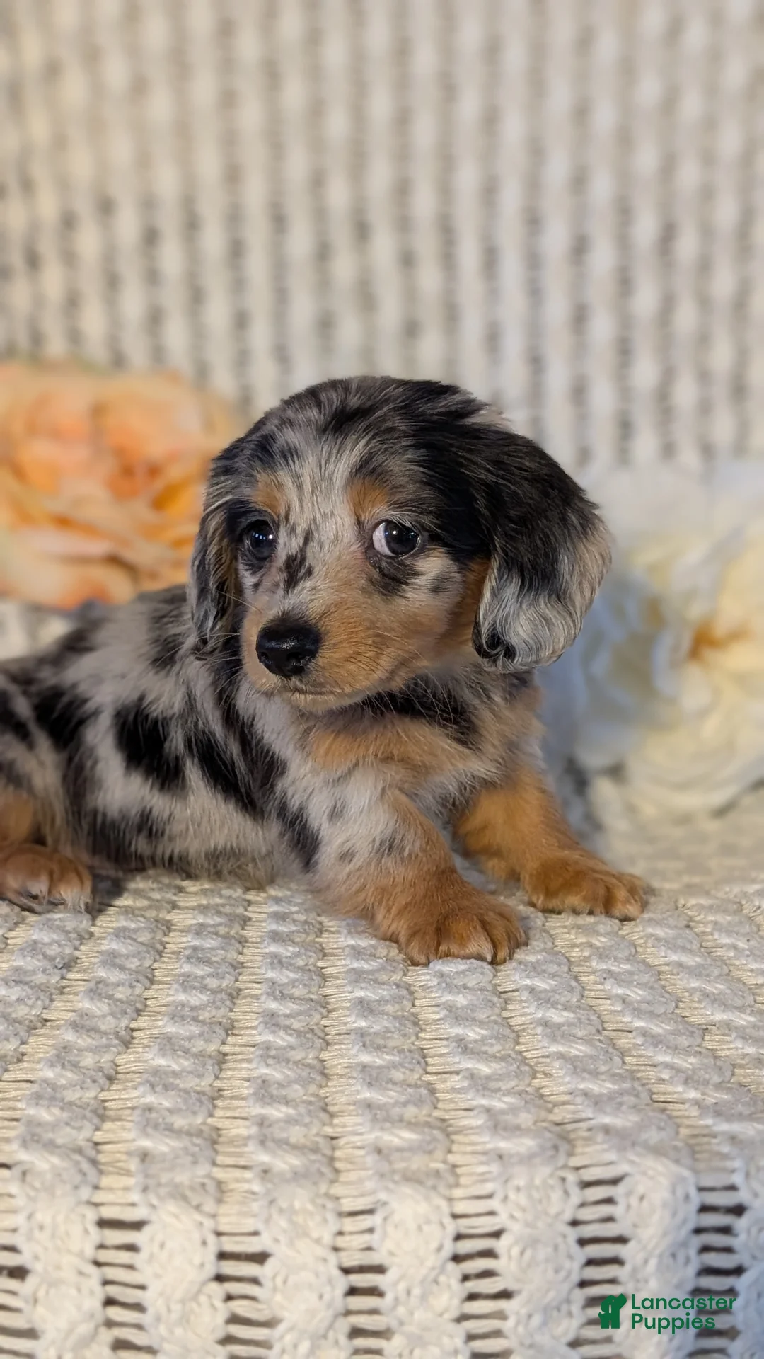 Miniature Dachshund dogs for sale: Lyla - Ad 9