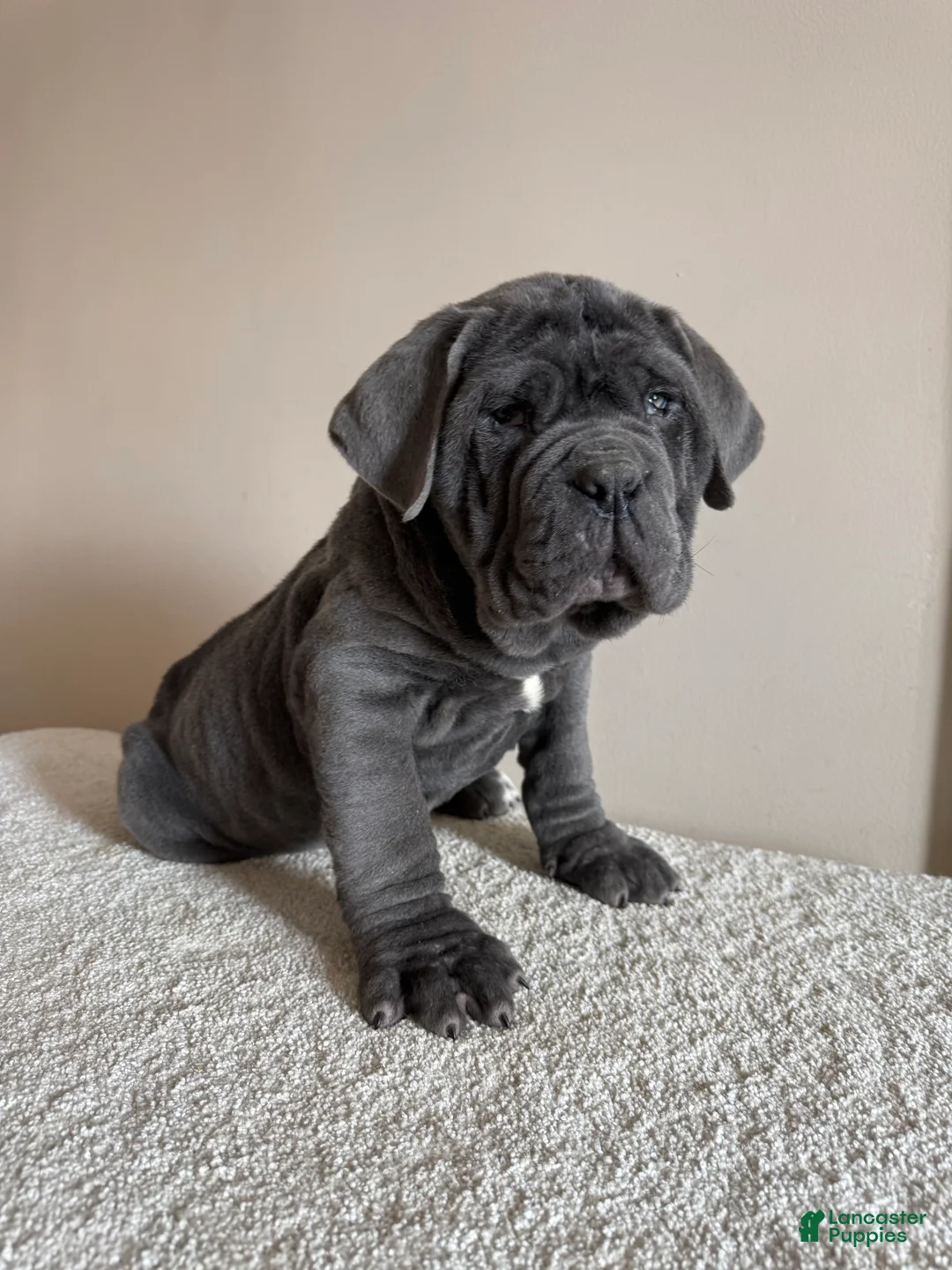 Cane Corso dogs for sale: Thor - Ad 5
