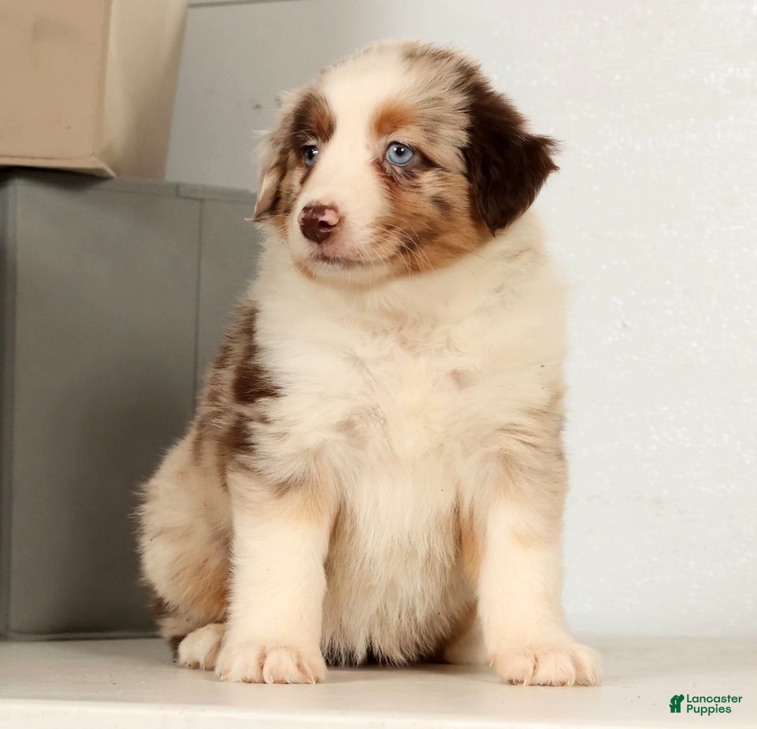 Miniature Australian Shepherd dogs for sale: Daffodil - Ad 10