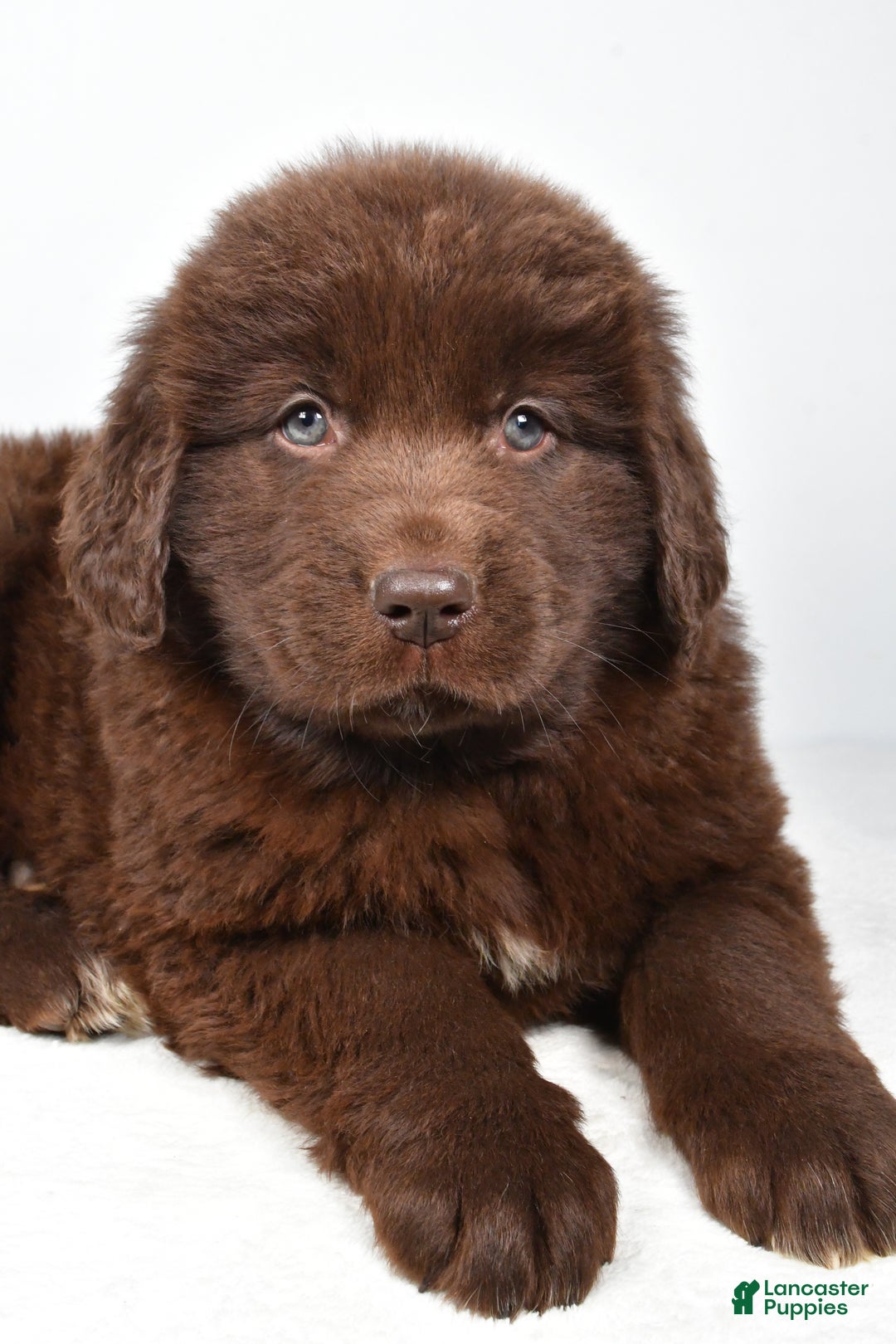 Newfoundland dogs for sale: Piper - Ad 3