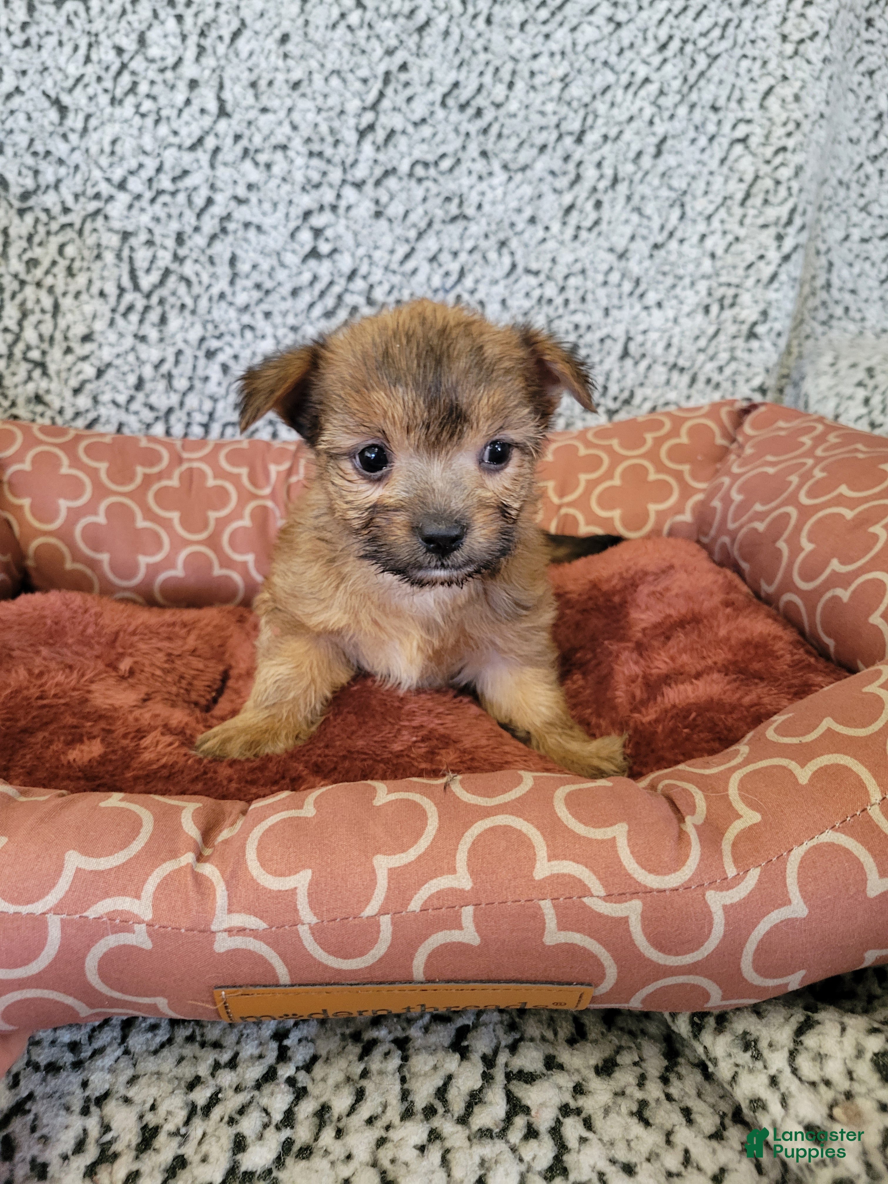 Shorkie dogs Shorkie 1 - Ad 2