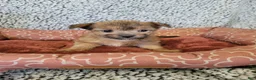 Shorkie dogs for sale: Shorkie 1 - Ad 2