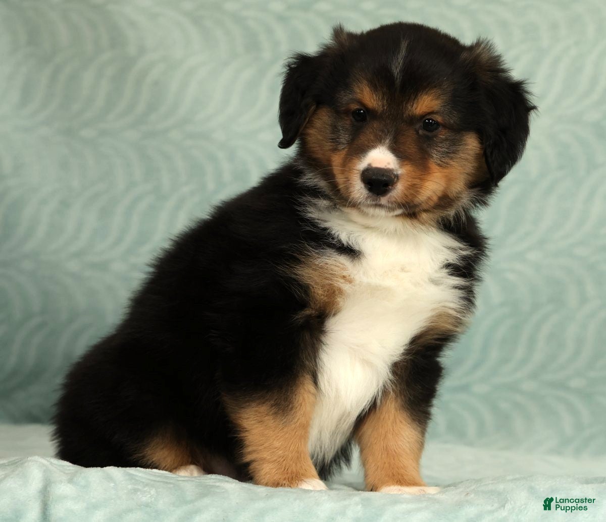 Australian Shepherd dogs for sale: Dallas - Ad 5