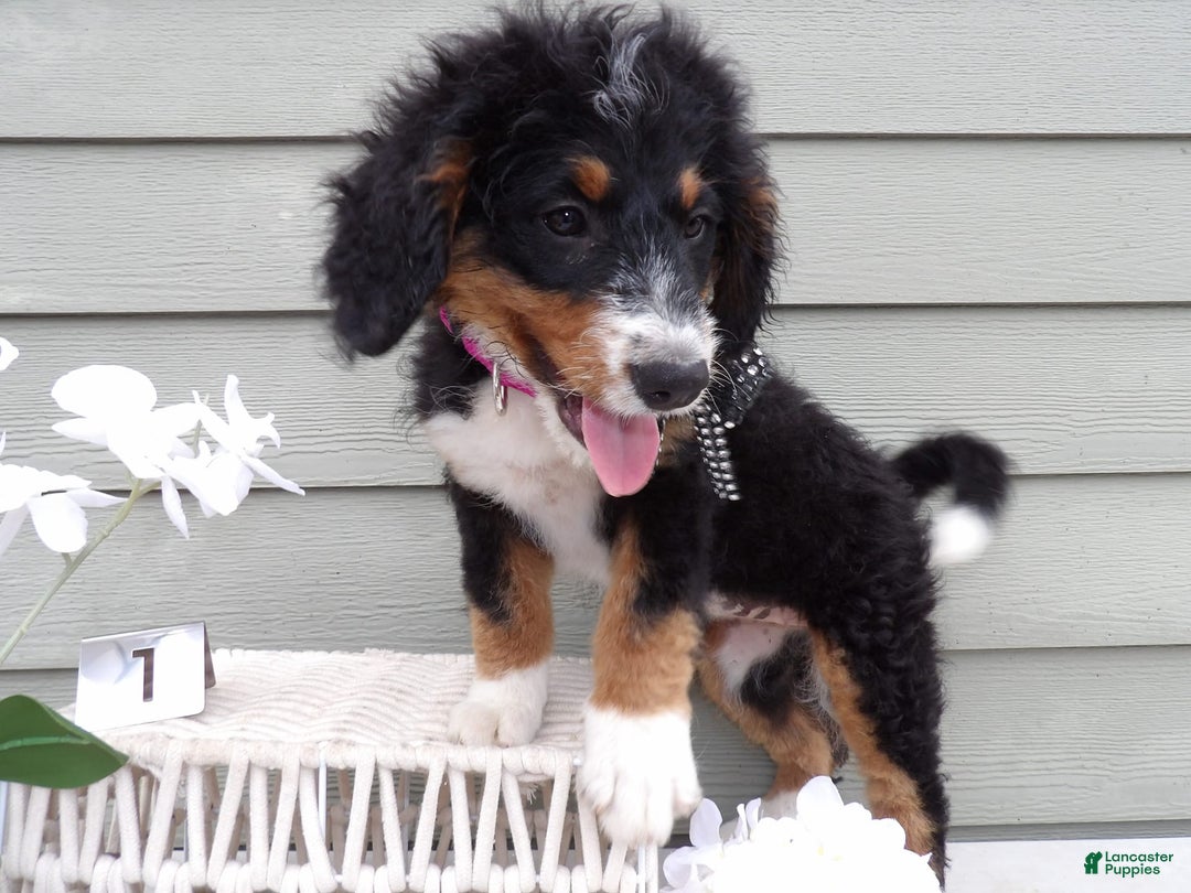 Gallery Image {{count}}