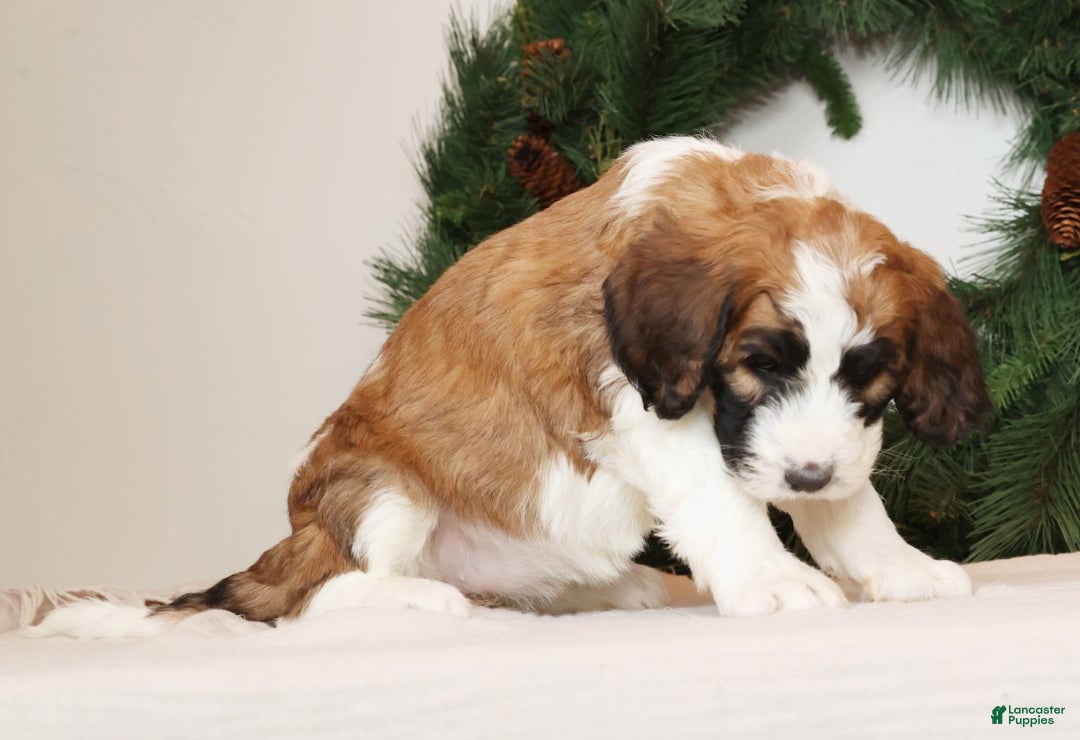 Saint Berdoodles dogs for sale: Cinnamon - Ad 5