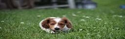 Miniature Dachshund dogs for sale: Cosmo - Ad 16