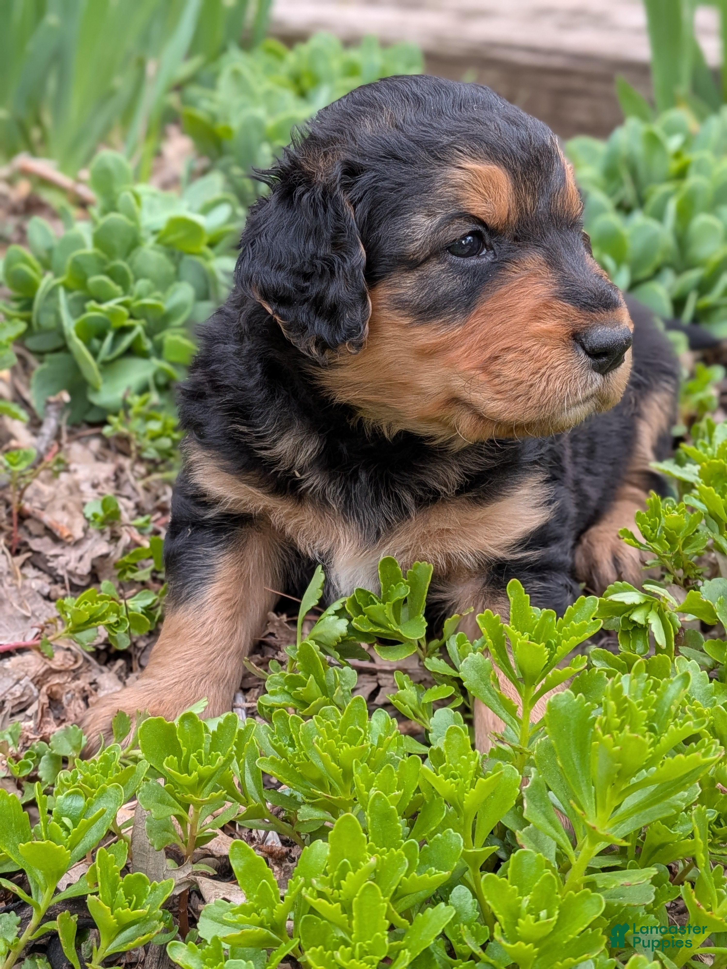 Mixed Breed dogs Mort - Ad 20