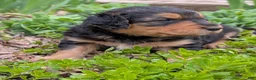 Mixed Breed dogs for sale: Mort - Ad 3