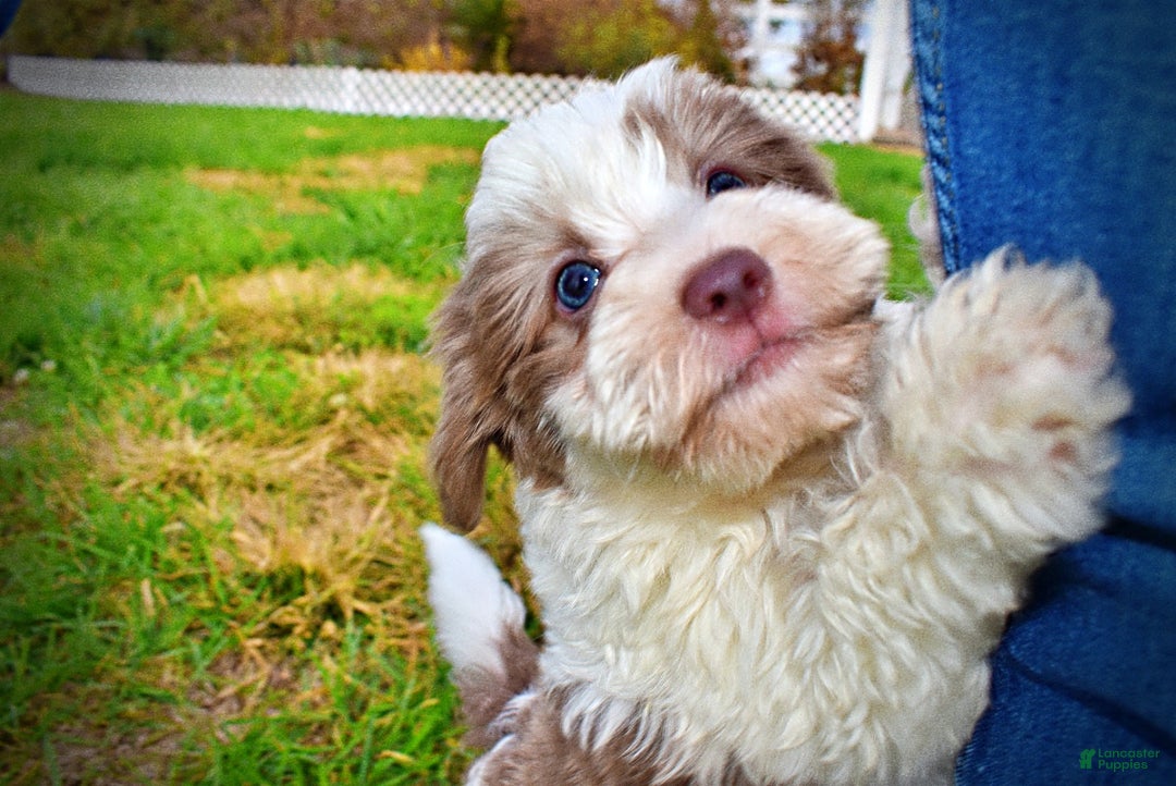 Havapoo dogs for sale: Nabisco - Ad 22