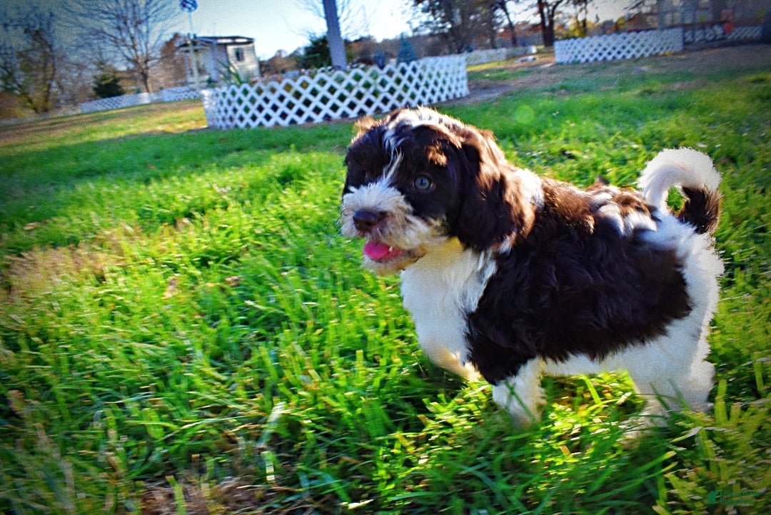 Havapoo dogs for sale: Priscilla - Ad 18