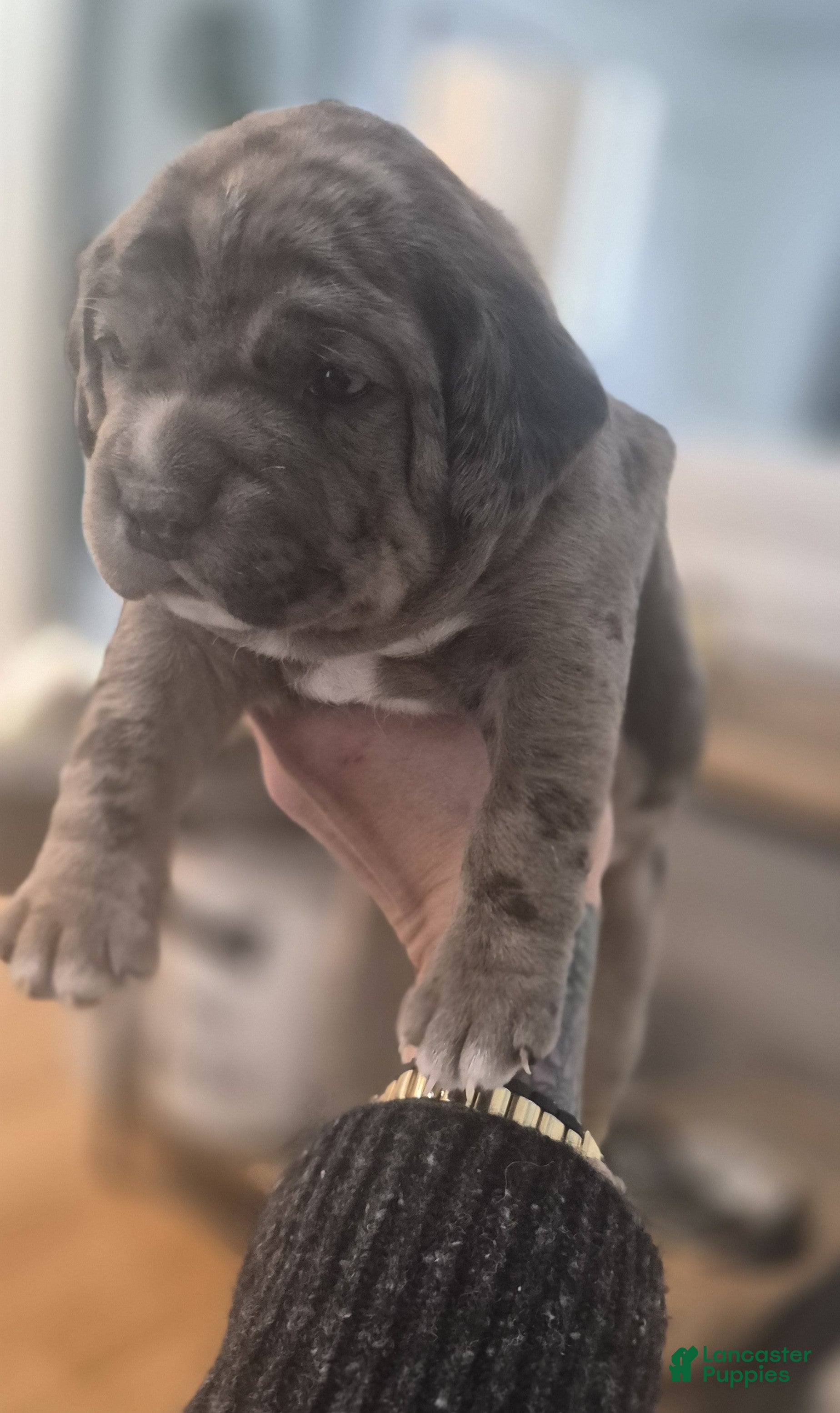 Mixed Breed dogs Winston - Ad 13