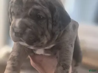 Mixed Breed dogs Winston - Ad 13