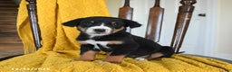 Greater Swiss Mountain Dog dogs for sale: Vega - Ad 2