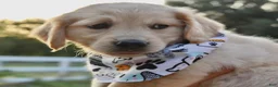 Golden Retriever dogs for sale: Pink Girl 4 - Ad 34