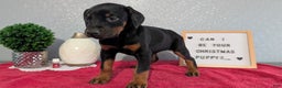Doberman Pinscher dogs for sale: Lyla - Ad 2