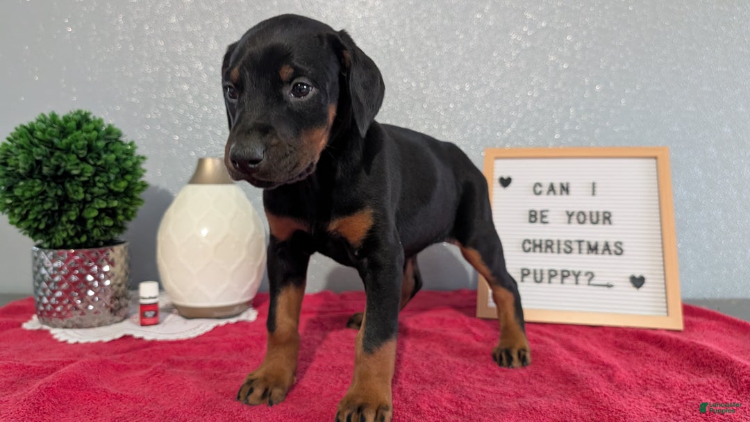 Doberman Pinscher dogs for sale: Lyla - Ad 2
