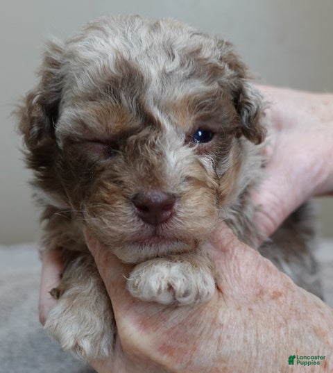 Toy Poodle dogs Chocolate merle rarest color in the world neutered - Ad 2