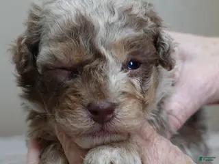 Toy Poodle dogs Chocolate merle rarest color in the world neutered - Ad 2